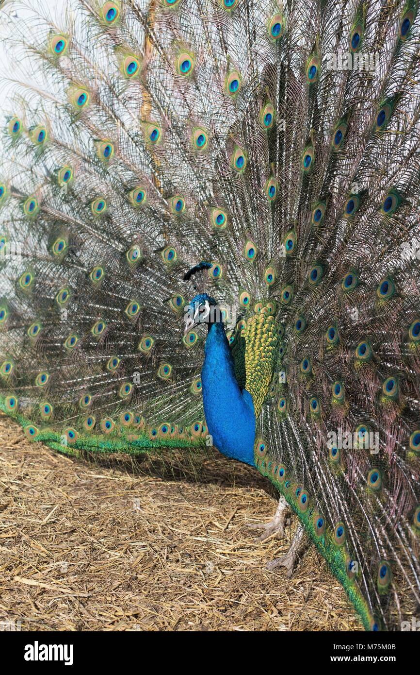 A peacock, with feathers spread open Stock Photo Alamy