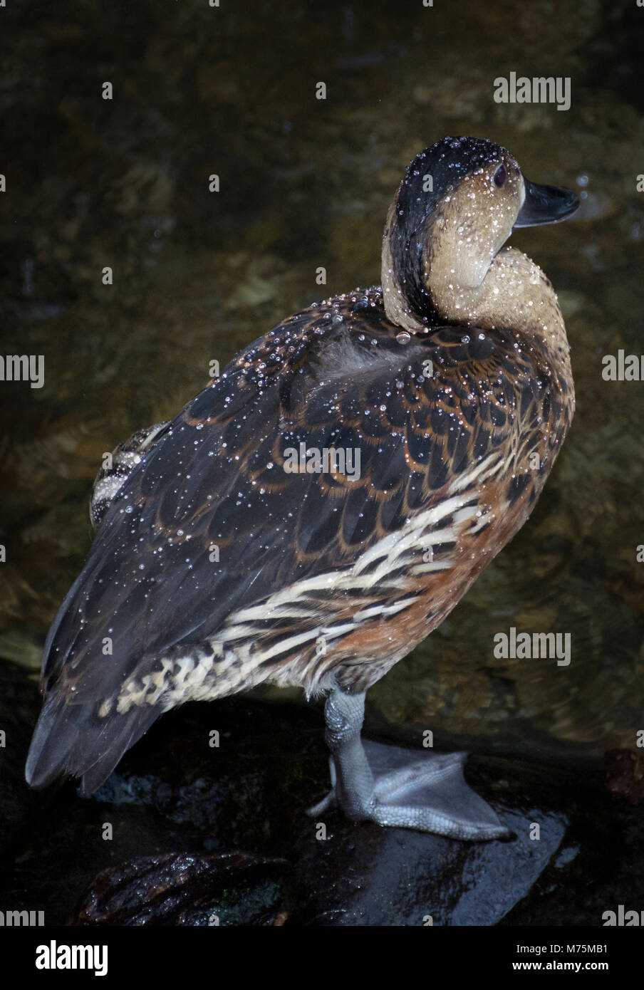 A lone wandering whistling duck (Dendrocygna arcuata) with water on its back feathers Stock Photo
