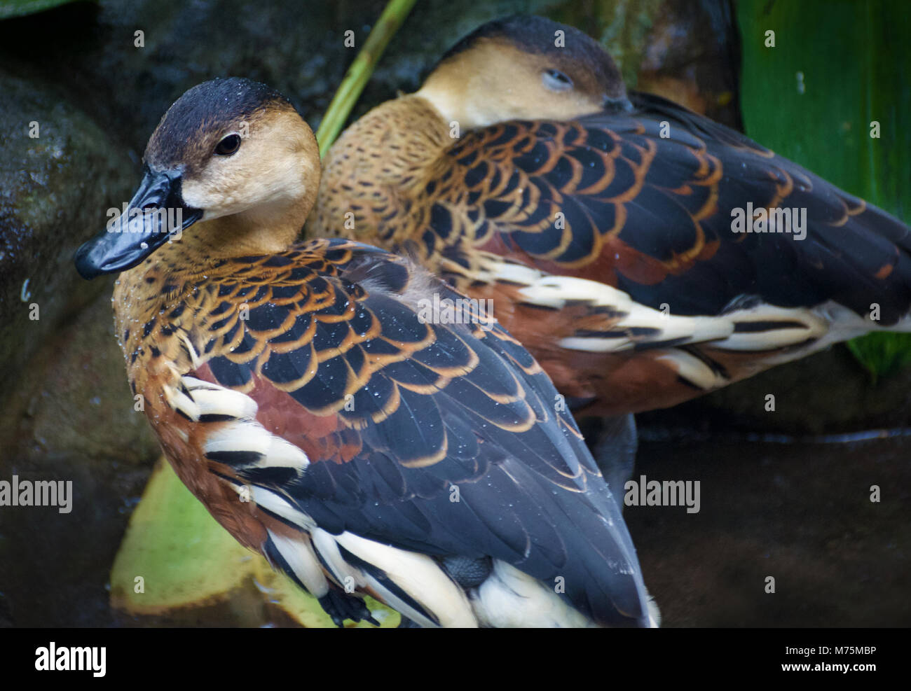 A pair of native Australian wandering whistling ducks (Dendrocygna arcuata) sheltering from the
