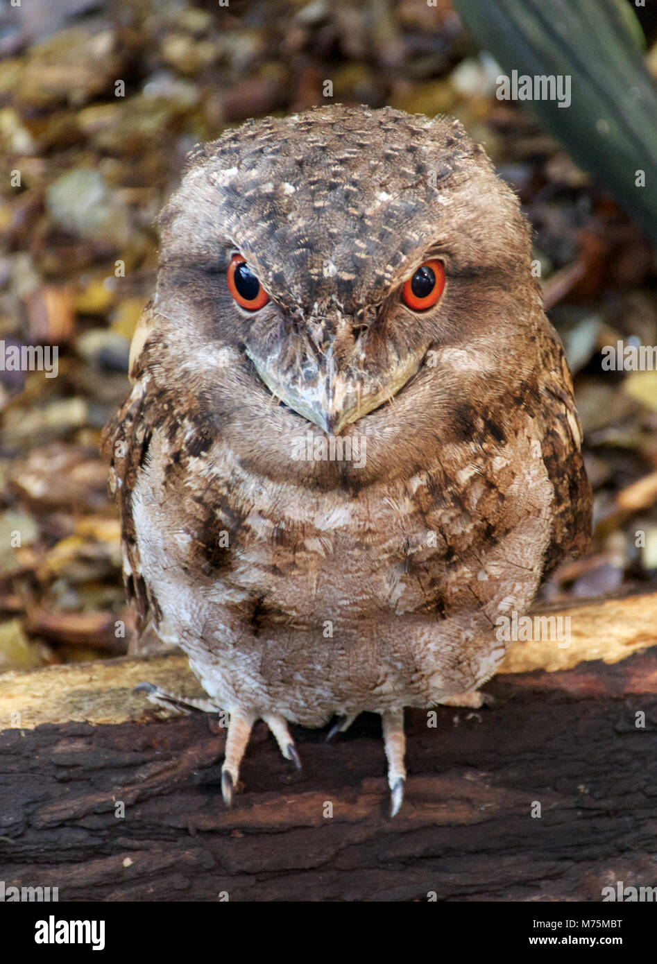 Australian Native Tawny fog mouth Owl camouflaged against its background Stock Photo
