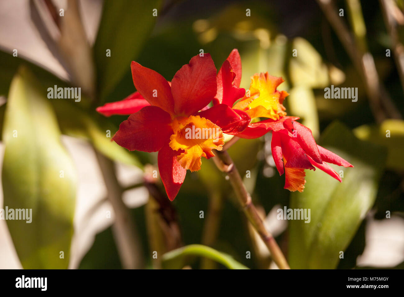 Orange and yellow bamboo orchid flower called Arundina graminifolia is often found in Malaysia and the Himalayas. Stock Photo