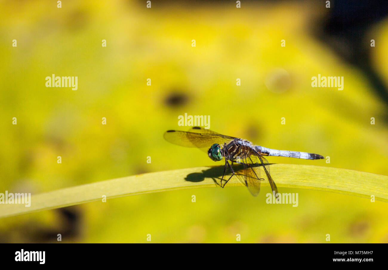 Blue dasher male dragonfly Pachydiplax longipennis perches on a water lily in a pond in Naples, Florida Stock Photo