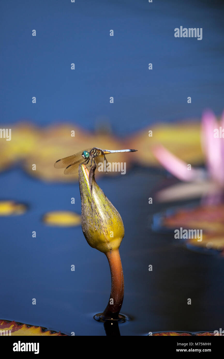 Blue dasher male dragonfly Pachydiplax longipennis perches on a water lily in a pond in Naples, Florida Stock Photo