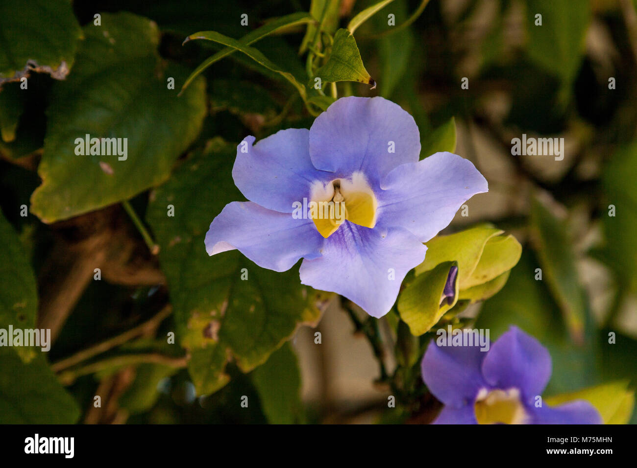 Blue sky vine flower Thunbergia grandiflora blooms in southeastern Florida Stock Photo