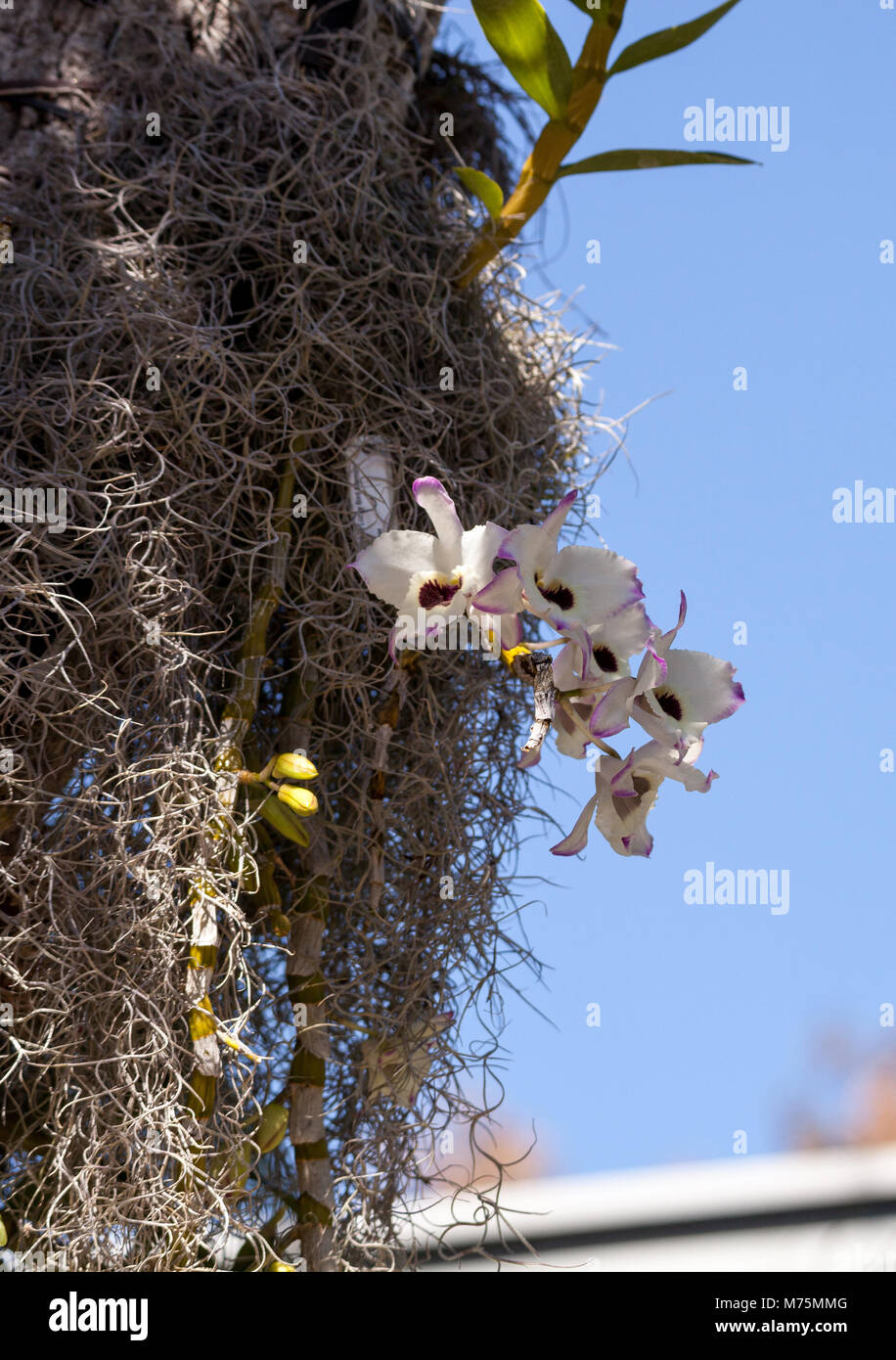 White and purple Dendrobium Orchid hanging from a tree in a botanical garden in Naples, Florida Stock Photo