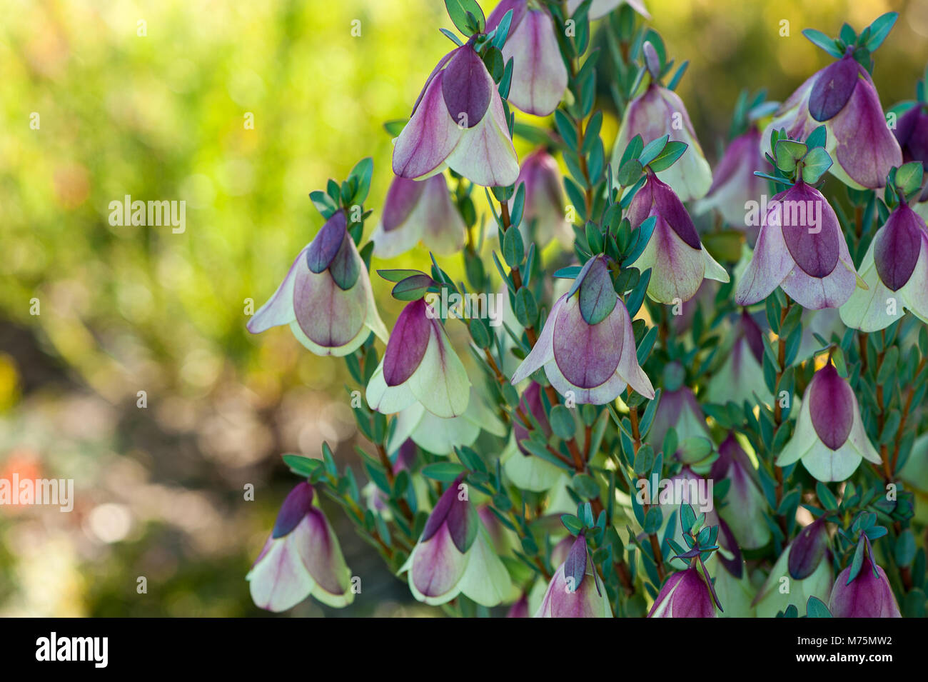 Pimelia physodes, known as Qualup bell is a native to Western Australia. Delicate purple and yellow, pendant heads on a green/grey bokeh background Stock Photo