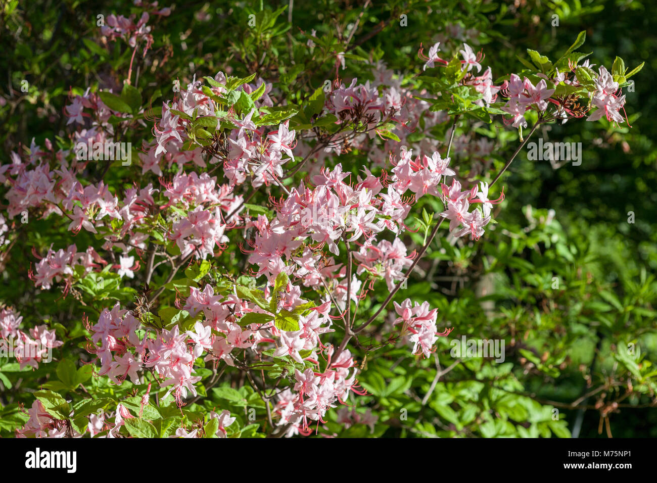 Pinxterbloom azalea, Kaprifolazalea (Rhododendron periclymenoides) Stock Photo