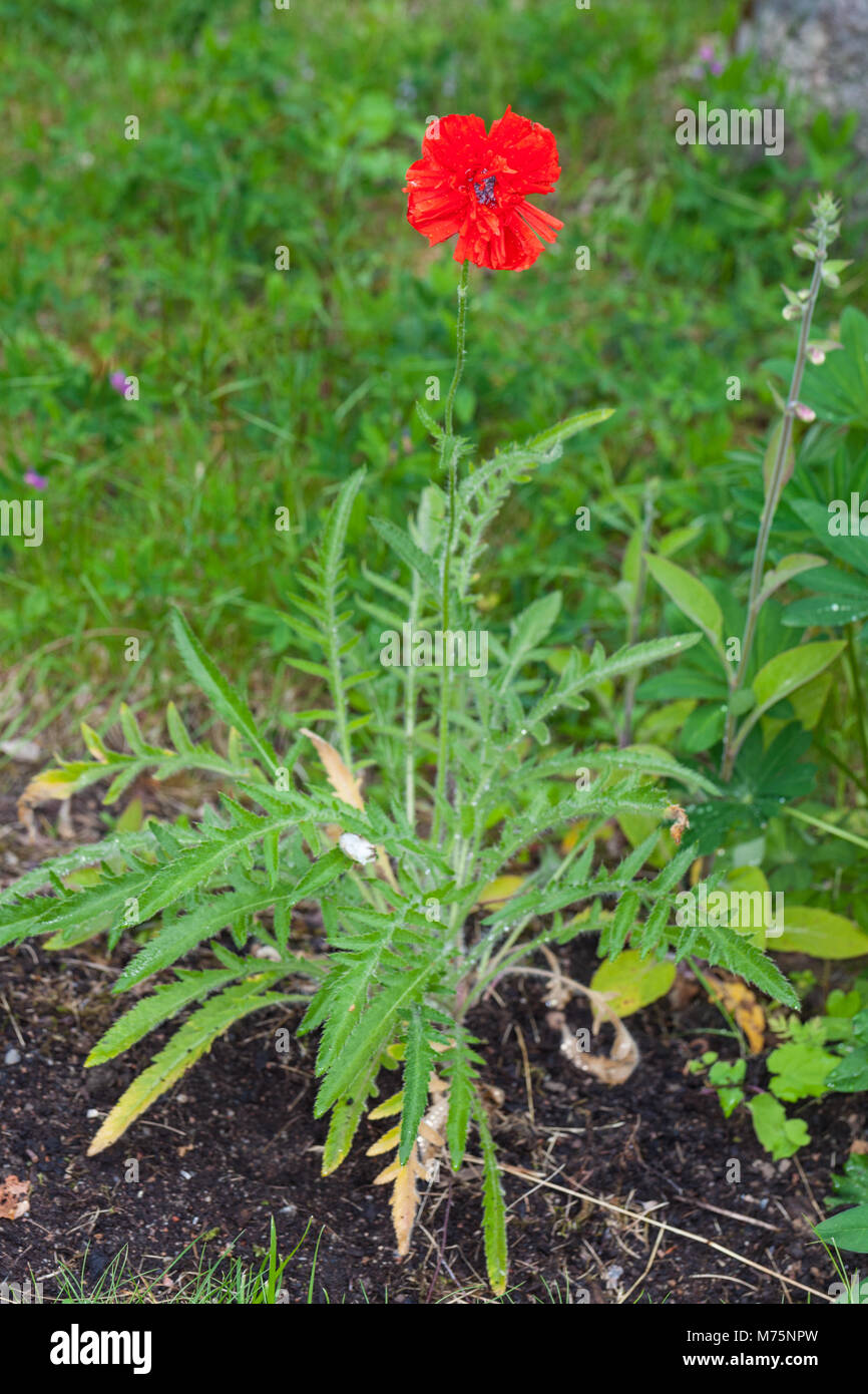 'Border Beauty' Oriental poppy, Jättevallmo (Papaver orientale) Stock Photo