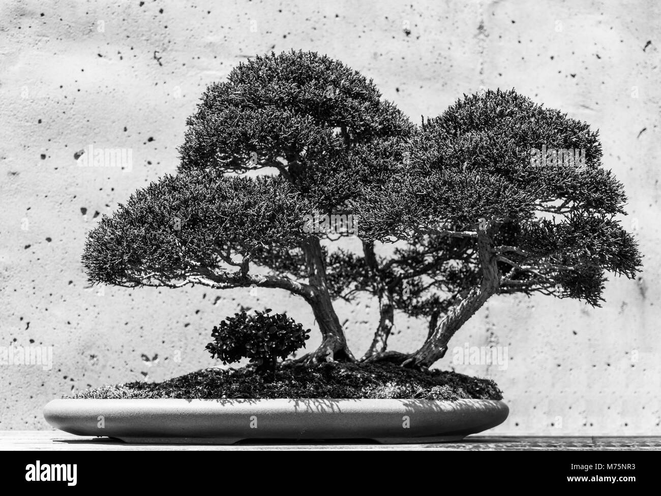Bonsai Tree Black And White Stock Photos Images Alamy