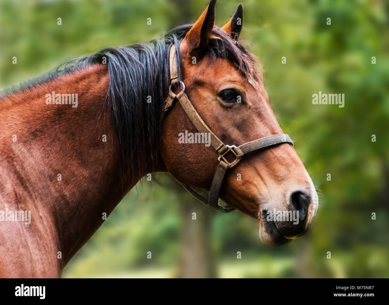 Brown Greca Fina Cabezada Una Oreja Greca Fina Headstall main image 0