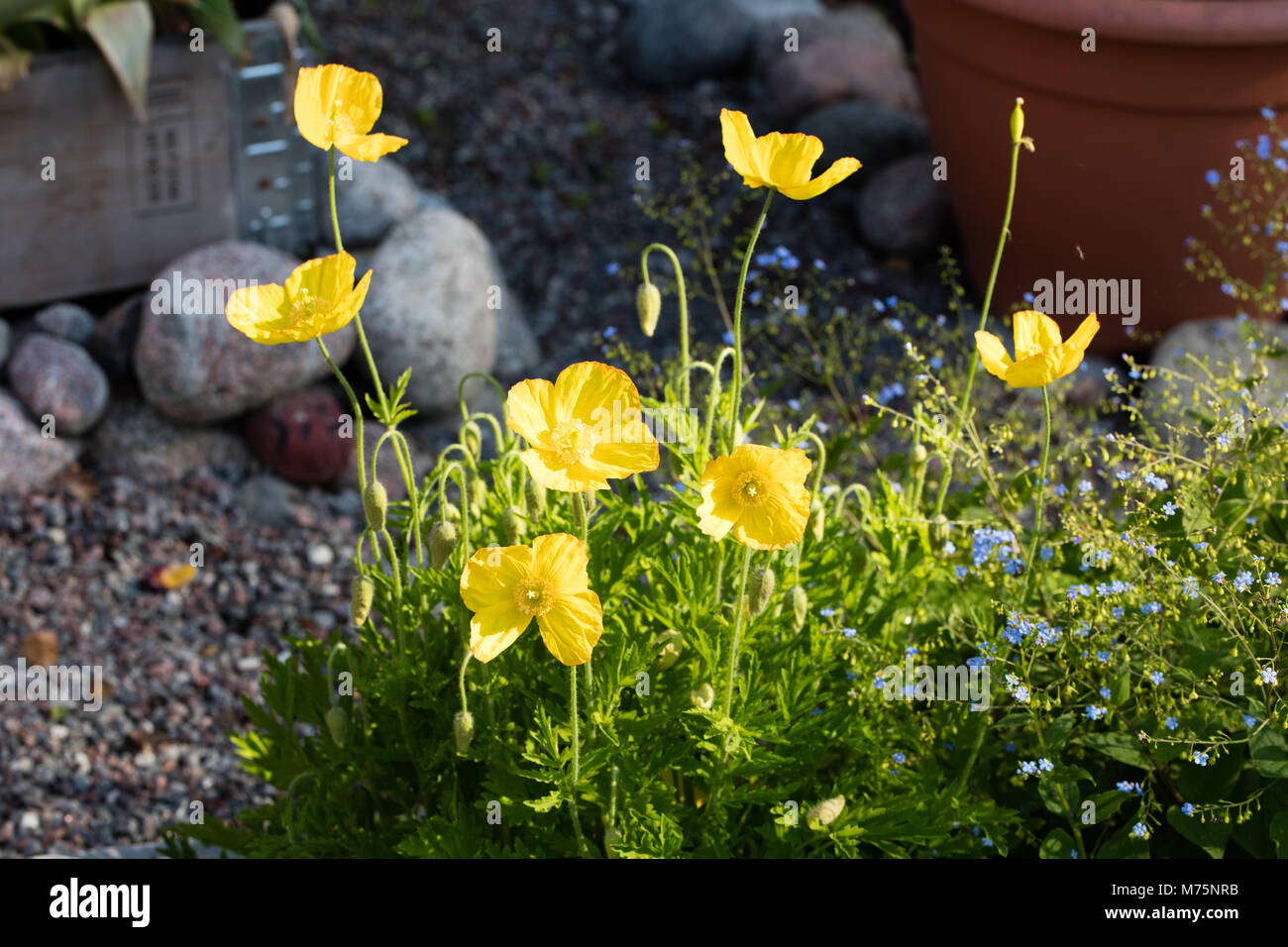 Welsh Poppy, Engelsk vallmo (Meconopsis cambrica) Stock Photo
