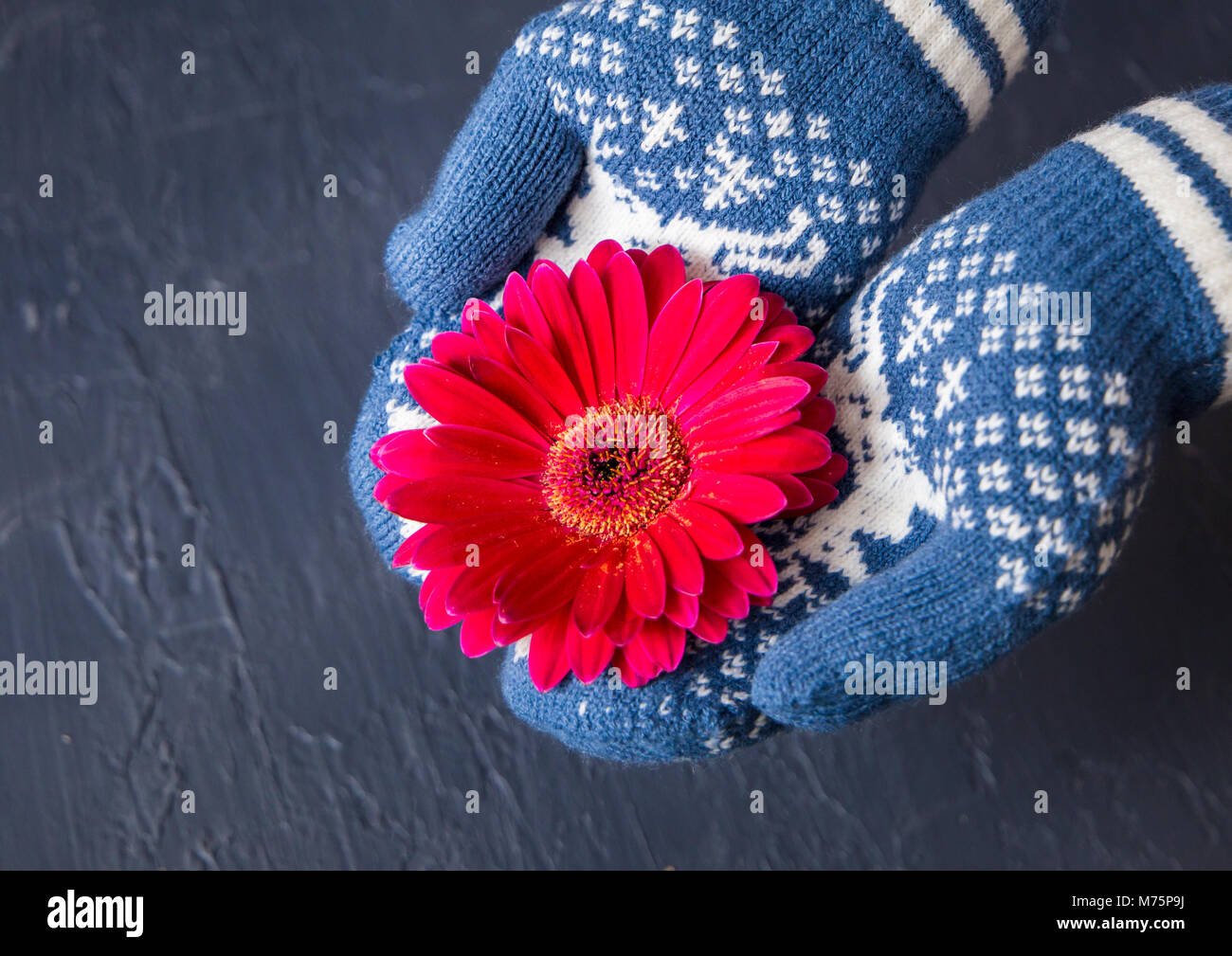 Hands in mittens are holding a gerbera flower. top view Stock Photo Alamy