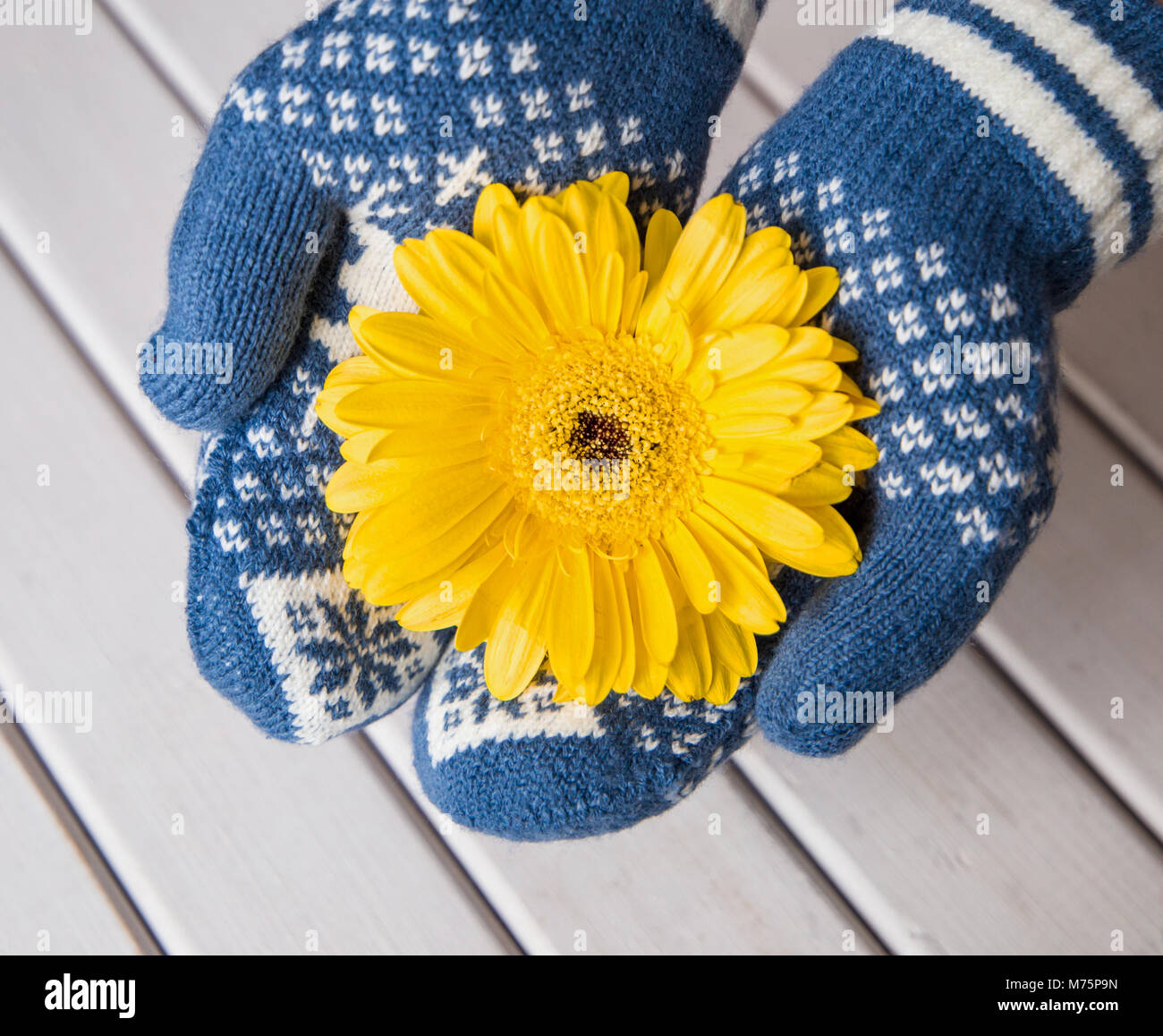 Hands in mittens are holding a gerbera flower. top view Stock Photo Alamy