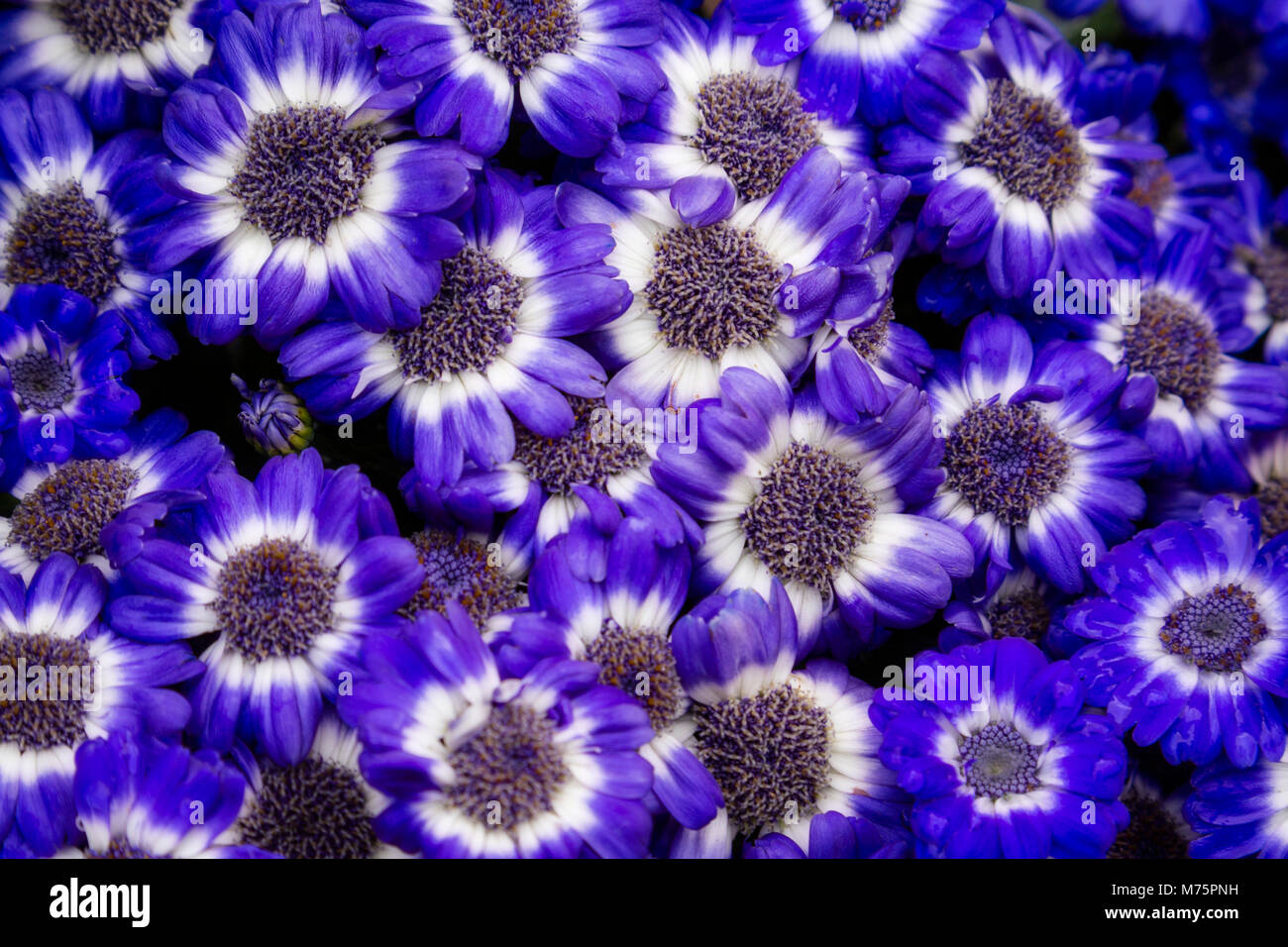 Display of blue flowers at Akureyri, Iceland Stock Photo