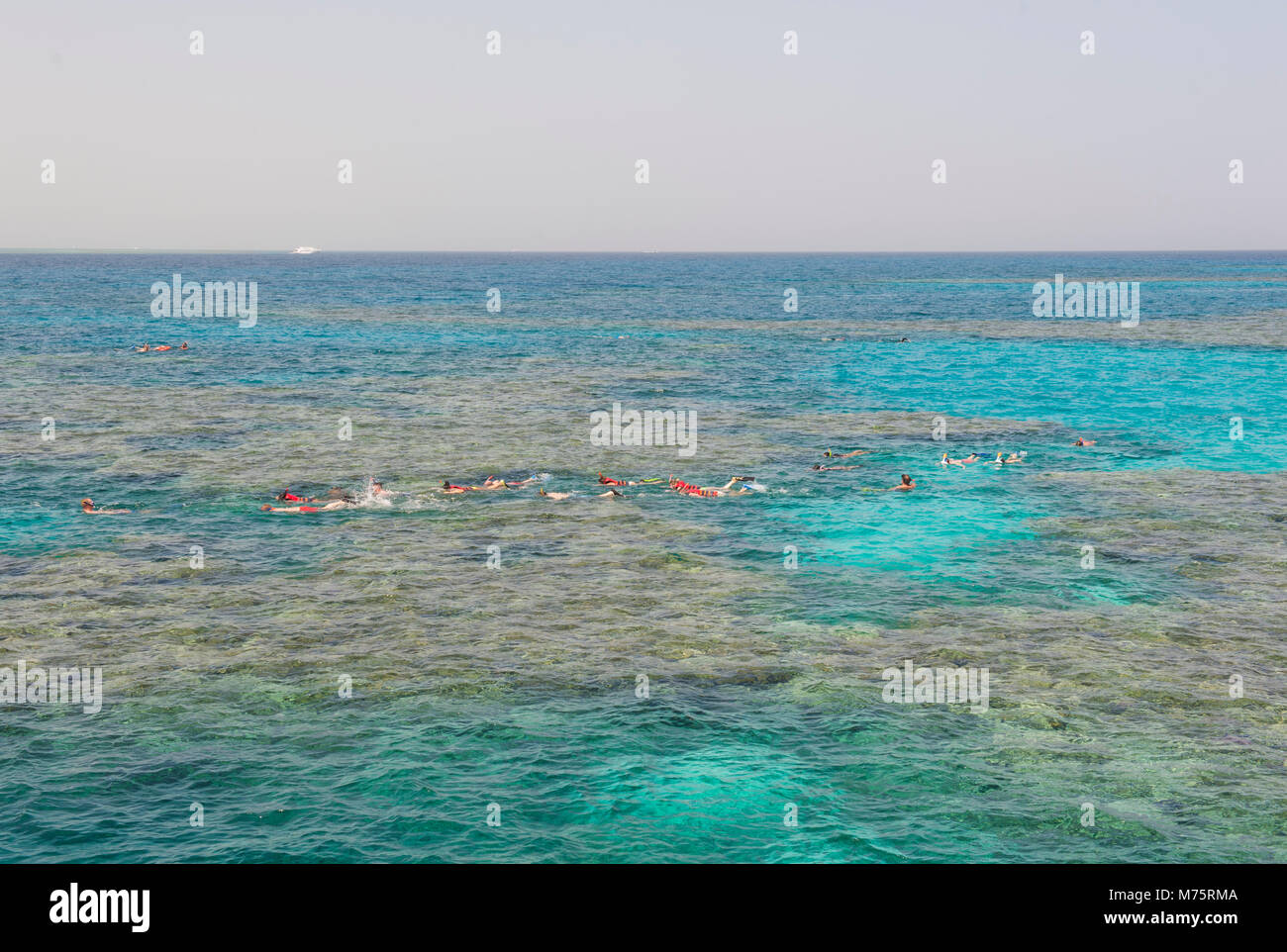 Nature view of large coral reef scene in tropical sea ocean with snorkelers Stock Photo