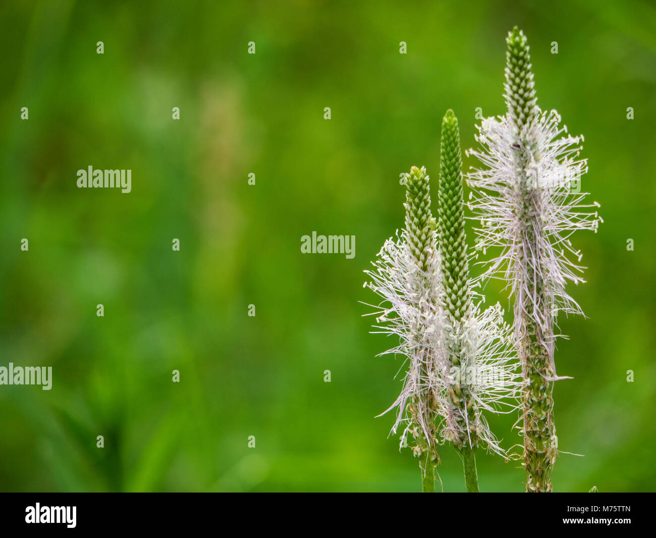 Hoary plantain (Plantago media) flower stems. Plant in the family Plantaginaceae with white inflorescence born on downy stem Stock Photo