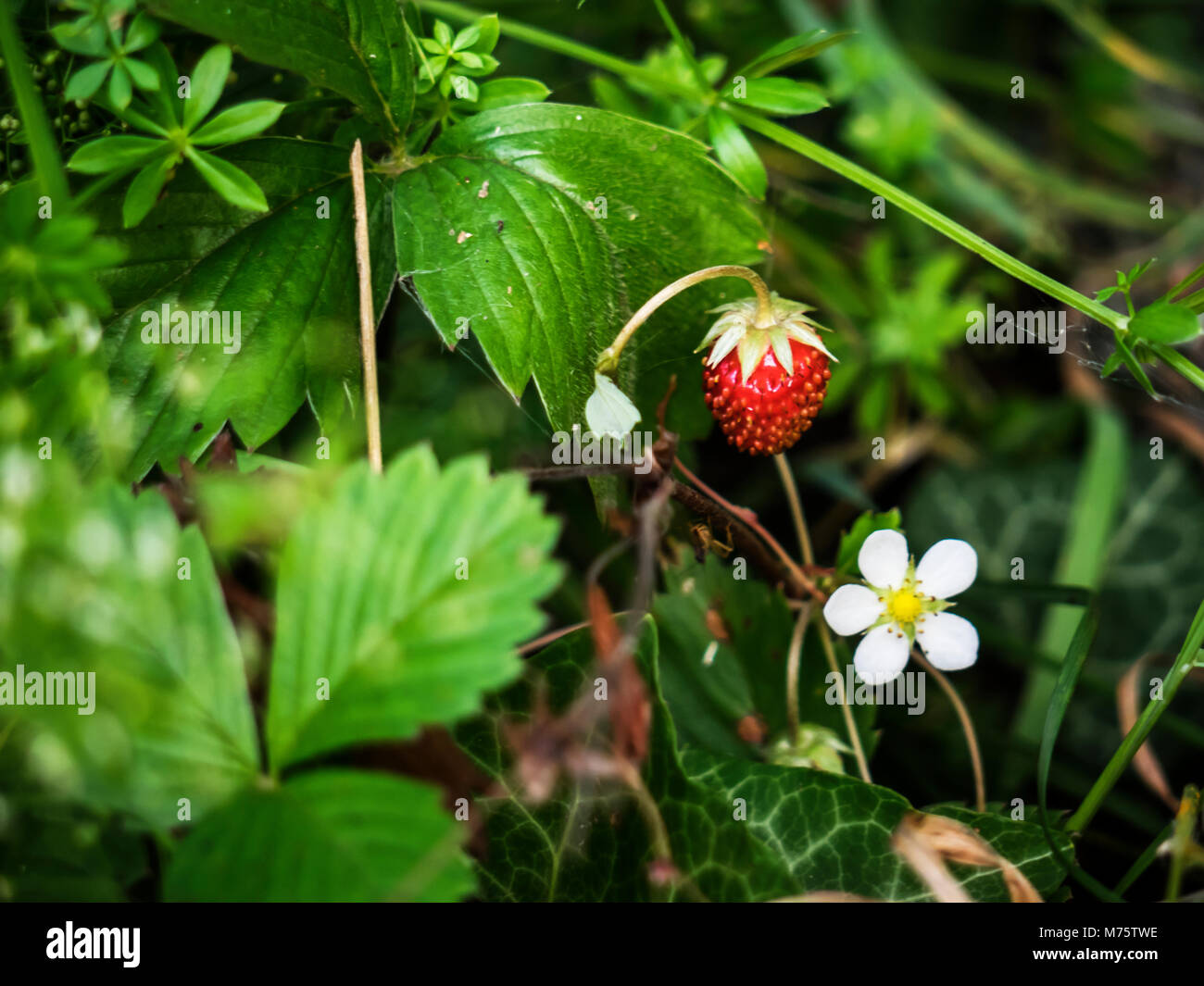 red and unripe wild strawberry on bush Stock Photo - Alamy