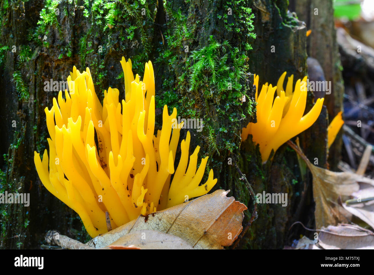 Calocera viscosa or Yellow Stagshorn mushrooms in natural habitat, on the forest soil and rotten stump, close up view Stock Photo