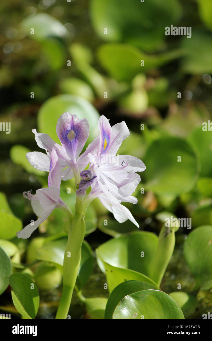 Pond Flowers Water Hyacinth Stock Photo Alamy