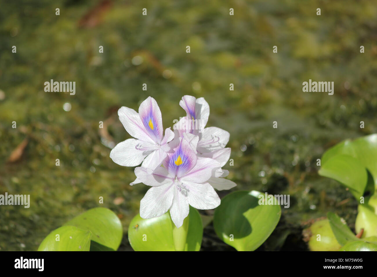 Pond Flowers: Water Hyacinth Stock Photo
