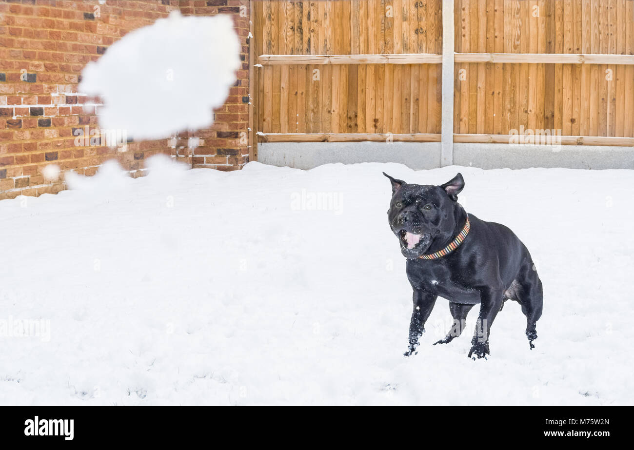 Black Staffordshire Bull Terrier dog playing in the snow and reacting a snowball being thrown in a back yard with a wooden fence and red brick wall Stock Photo