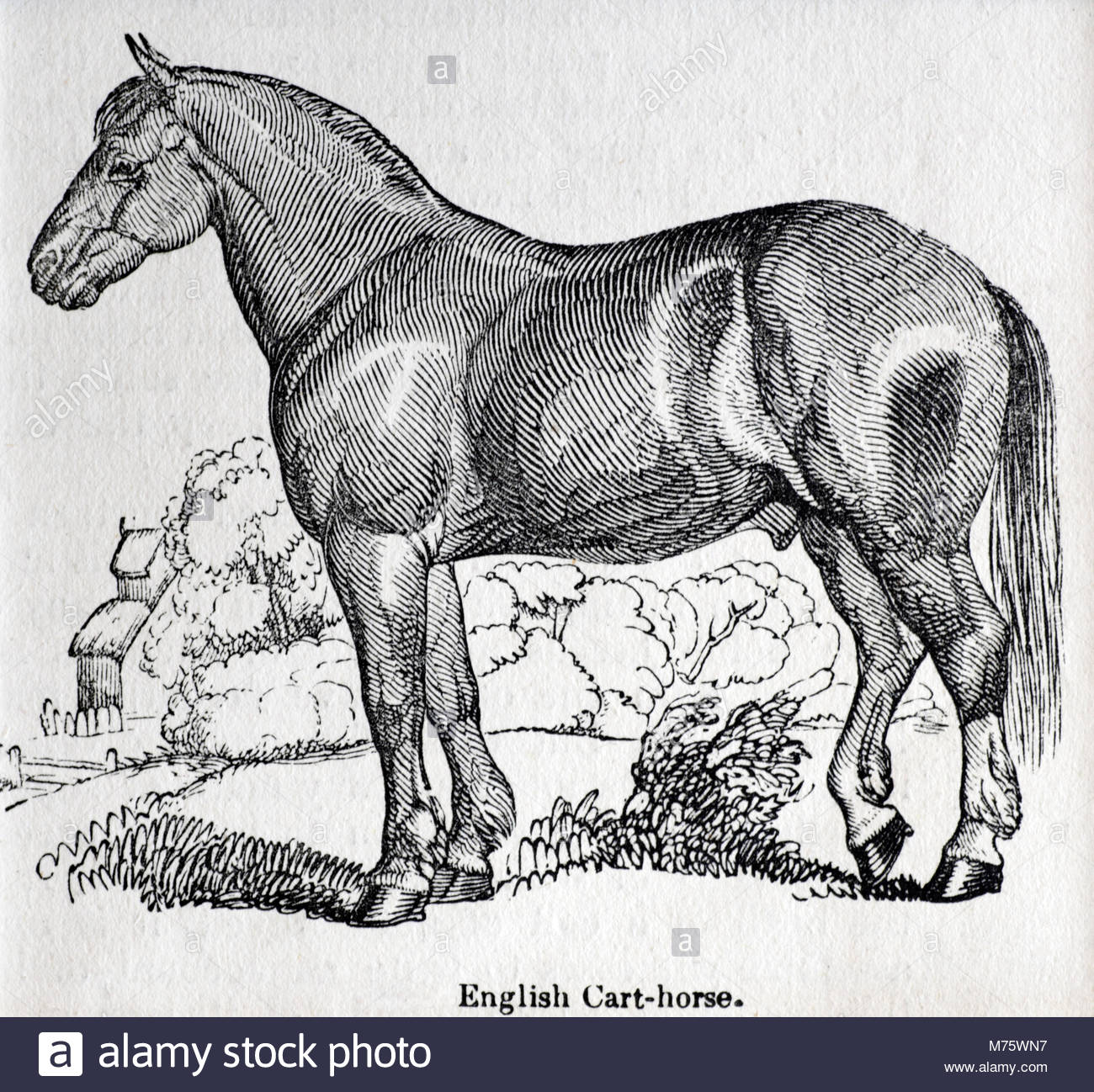 English Cart Horse, antique engraving 1845 Stock Photo