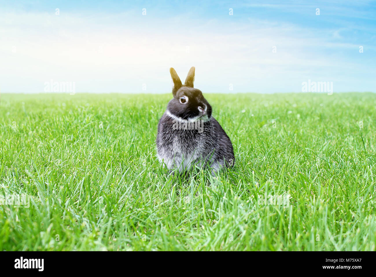 Little black rabbit on green grass  and sky background. Netherland Dwarf Rabbit. Stock Photo