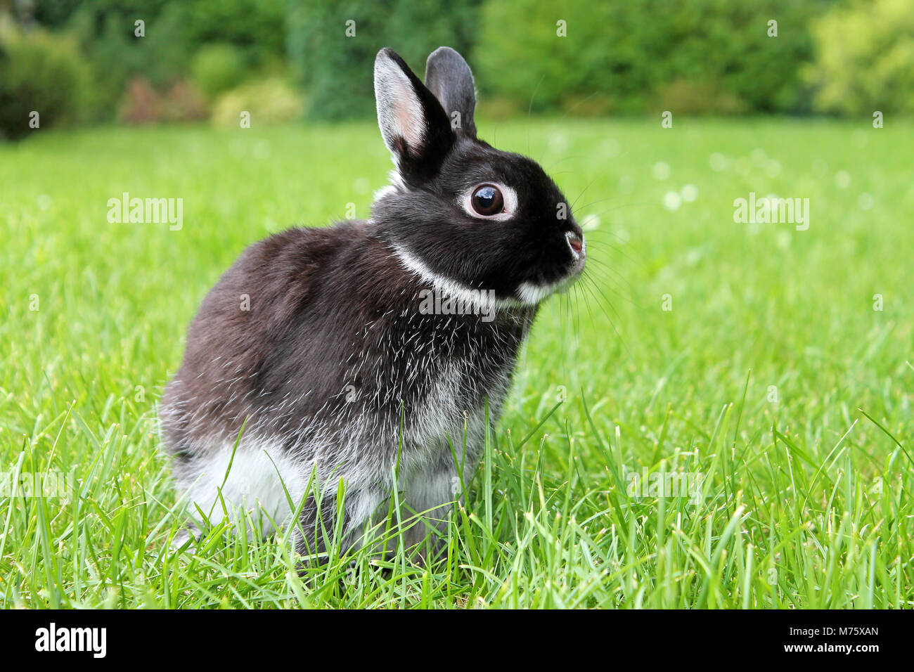 Little black rabbit on green grass background. Netherland Dwarf Rabbit Stock Photo Alamy