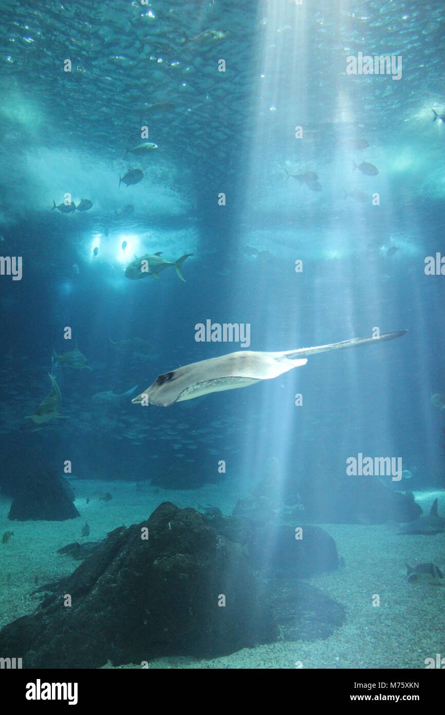 Atlantic city aquarium hires stock photography and images Alamy