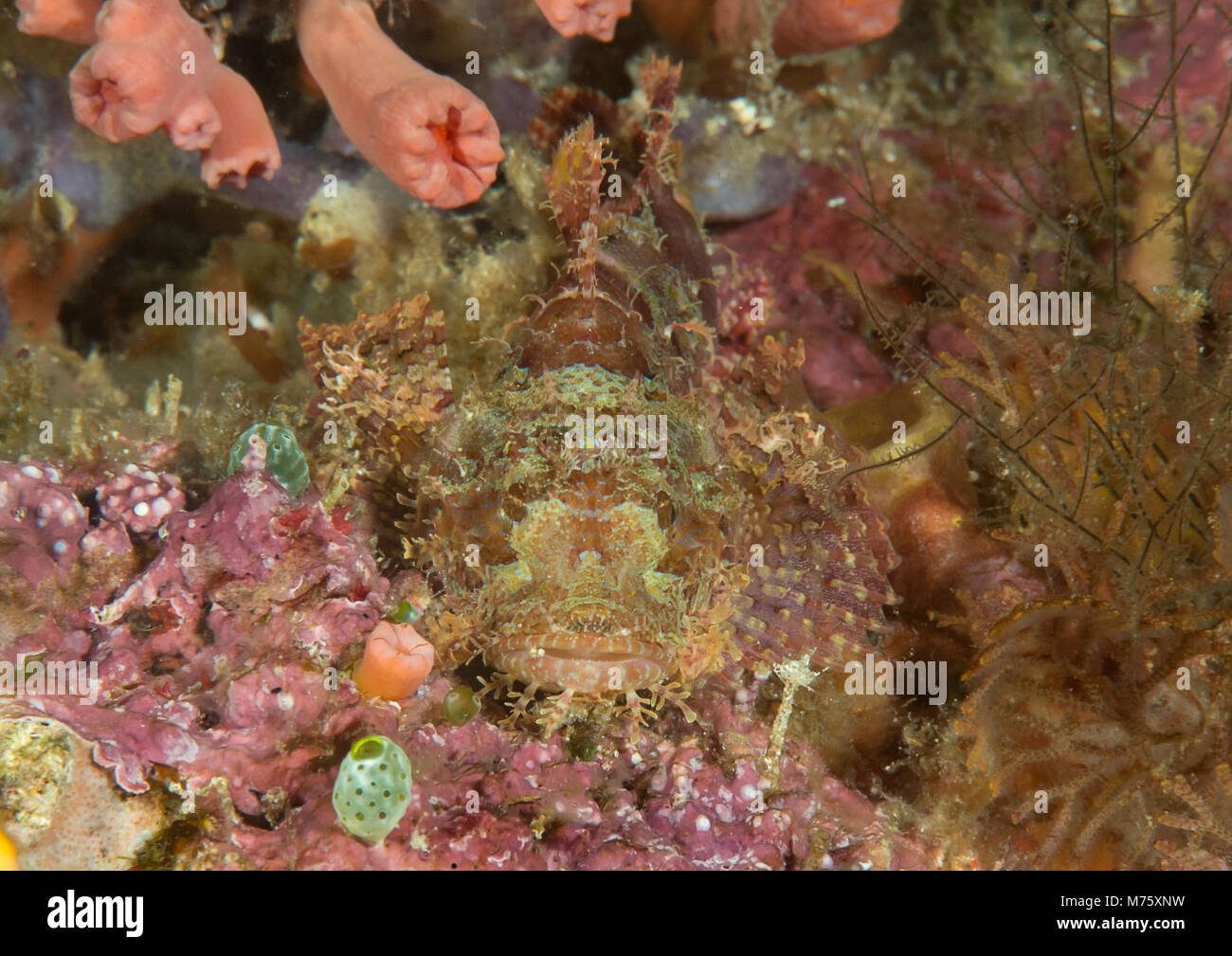 Bearded Scorpionfish , scorpaenopsis barabatus rests on coral, camouflage, Bali Stock Photo