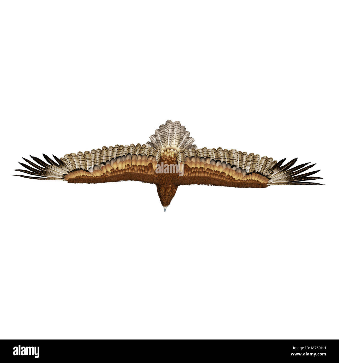 Gurney Eagle on white background. Top view. 3D illustration Stock Photo -  Alamy