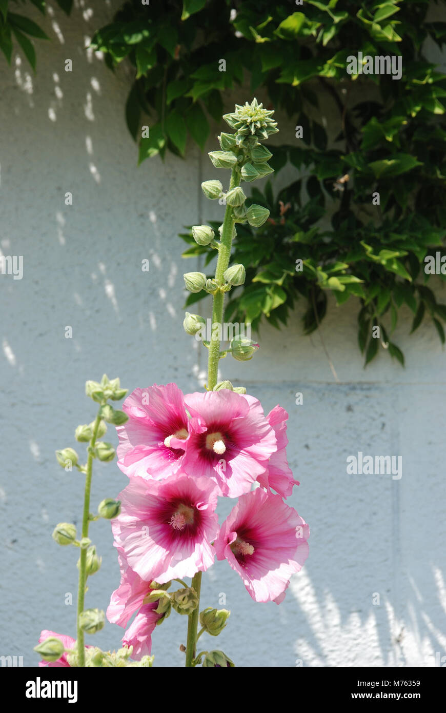 Garden hollyhock lcea Althea rosea Stock Photo