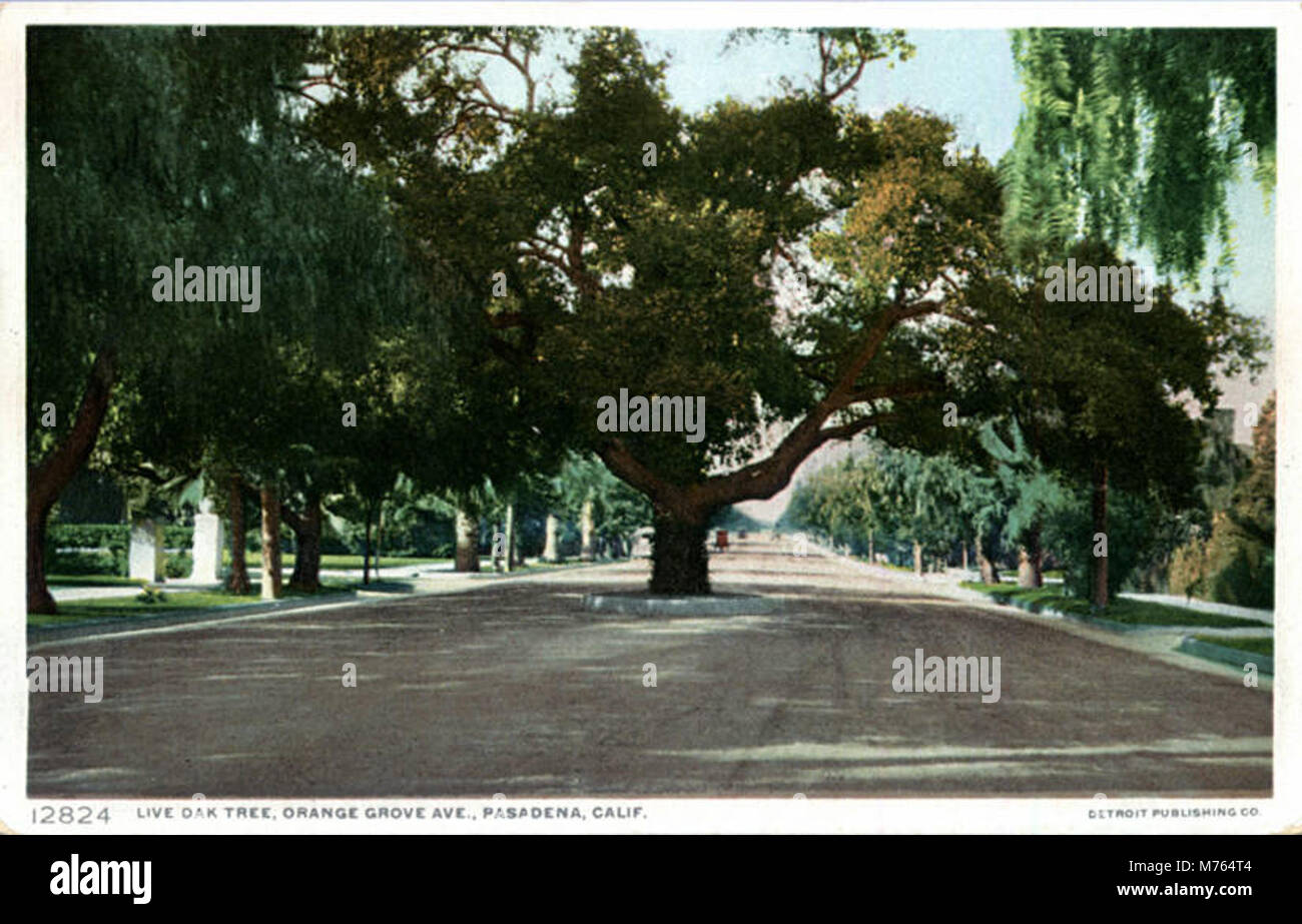 Live oak tree illustration hi-res stock photography and images - Alamy