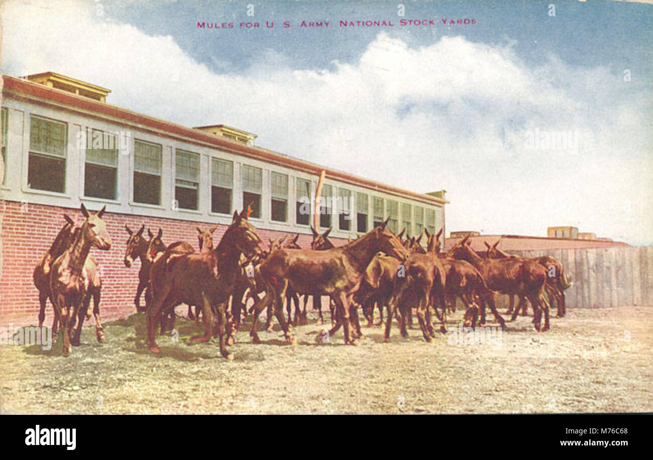 This image shows mules at the National Stock Yards, being prepared for ...