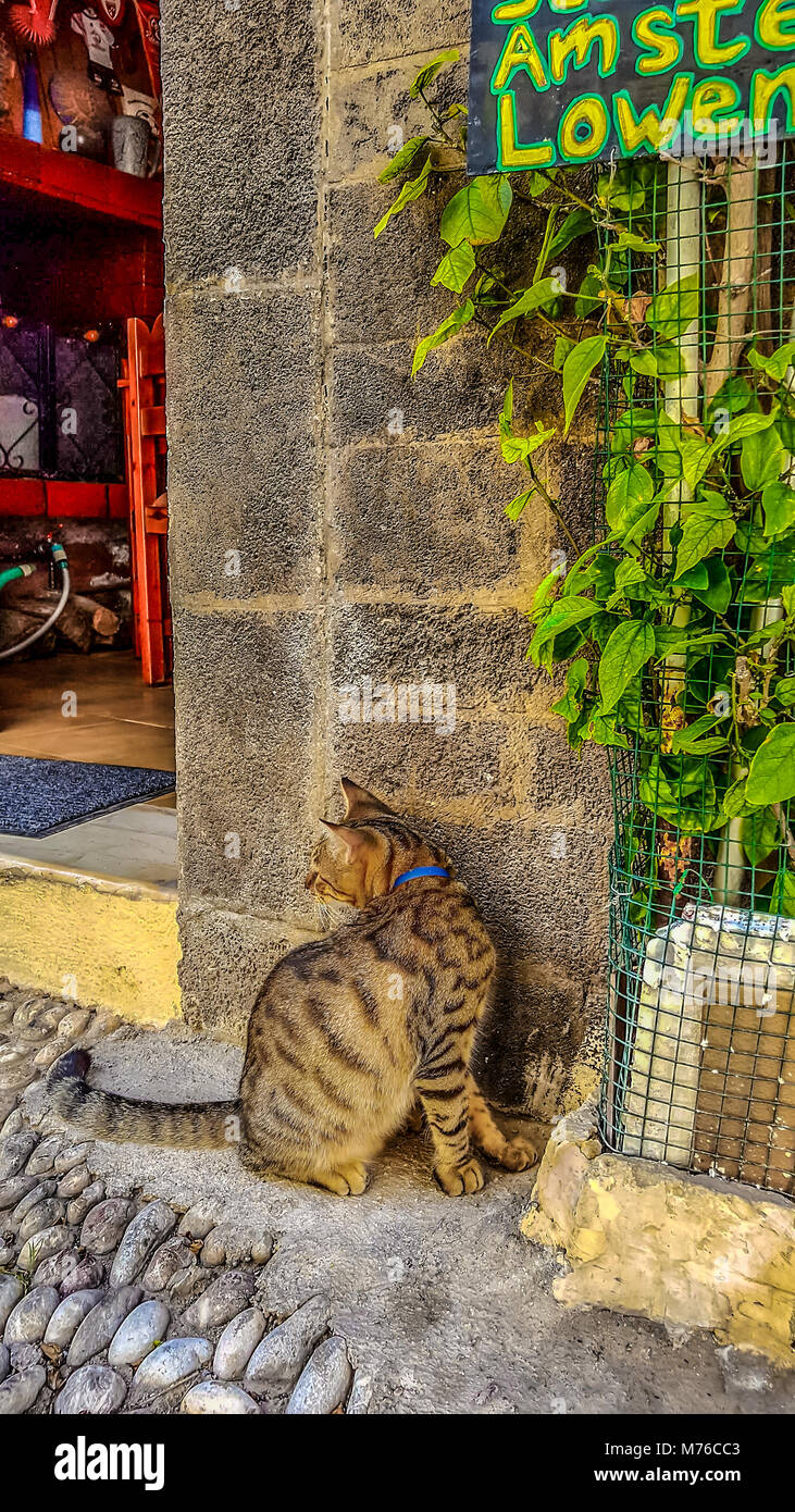 A beautiful spotted and striped tabby cat similar to a bengal cat sits outside a cafe in Old Town Rhodes Greece Stock Photo