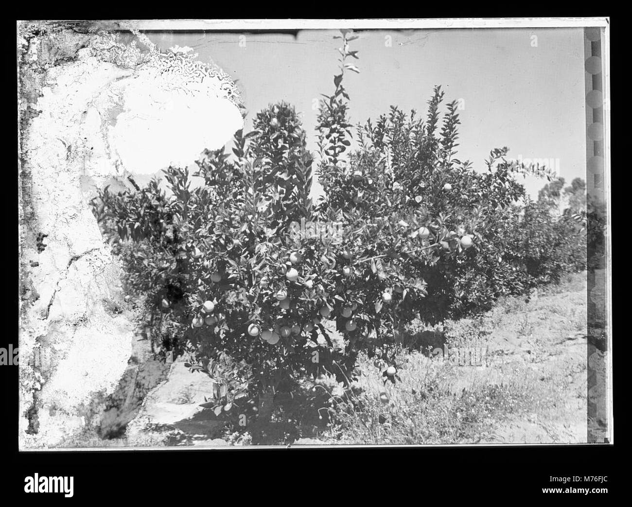 Orange grove LOC matpc.12139 Stock Photo Alamy