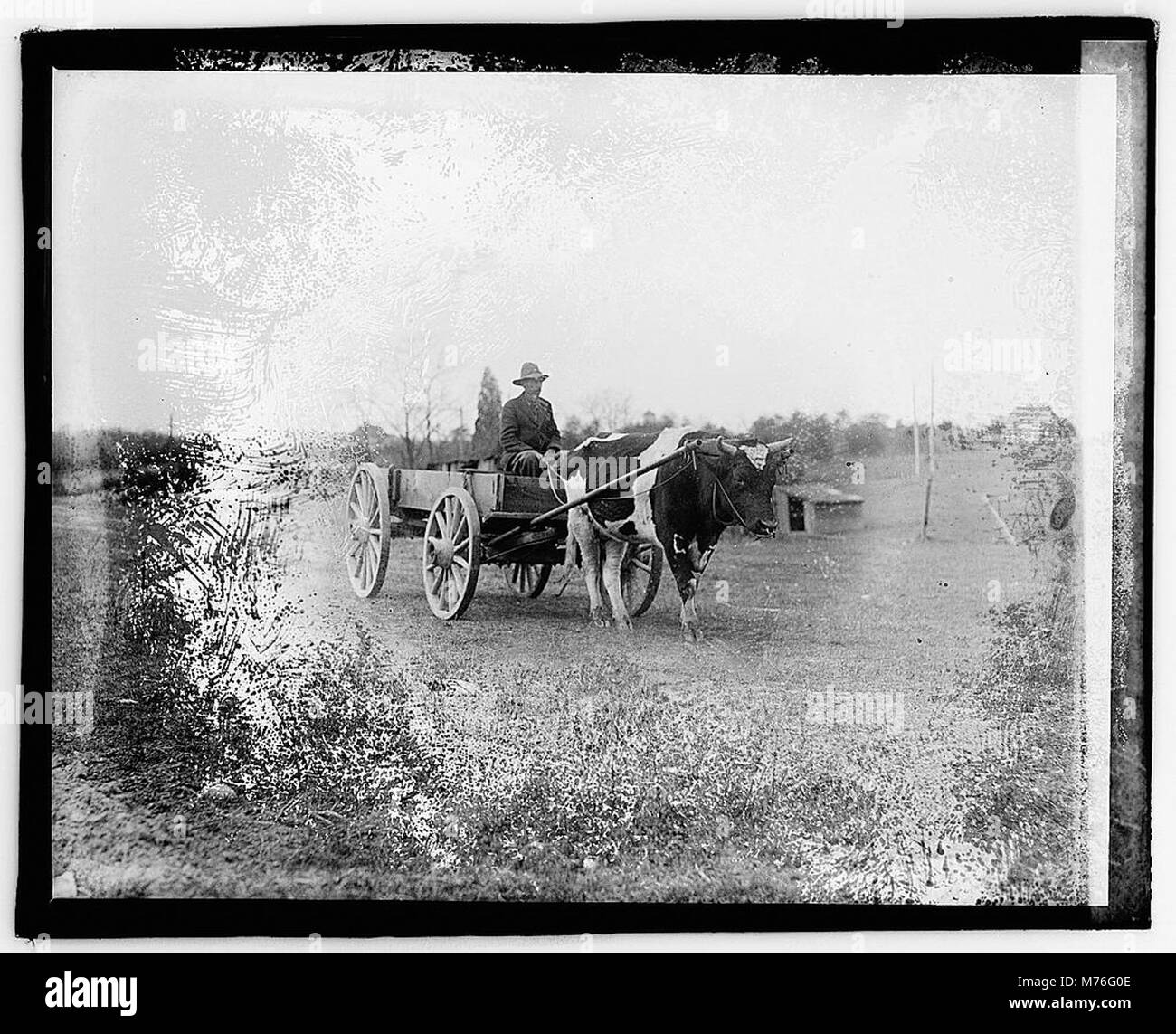 Stock pulling wagon stock pulling wagon hires stock photography and