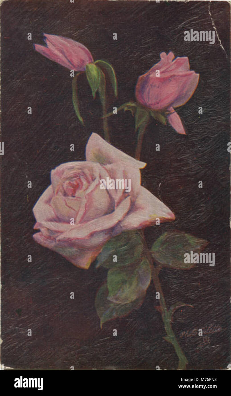 A botanical photograph showcasing a variety of roses. This image ...