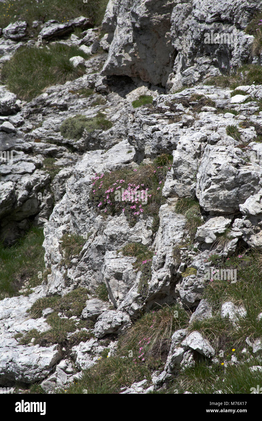Pink Cinquefoil growing on mountain slopes above the Val Gardena the Dolomites South Tyrol Italy Stock Photo