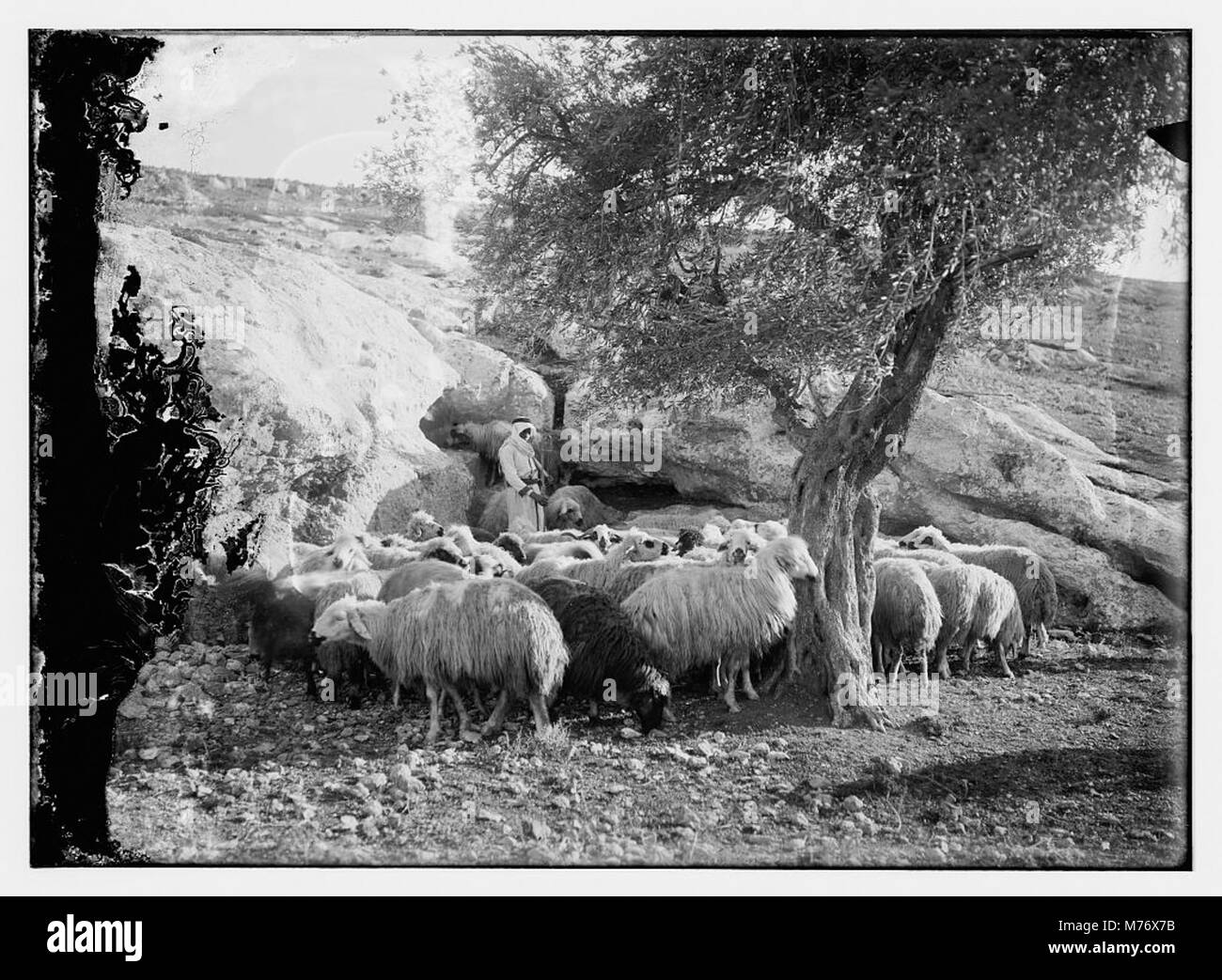 This image shows a group of sheep, highlighting the importance of sheep ...