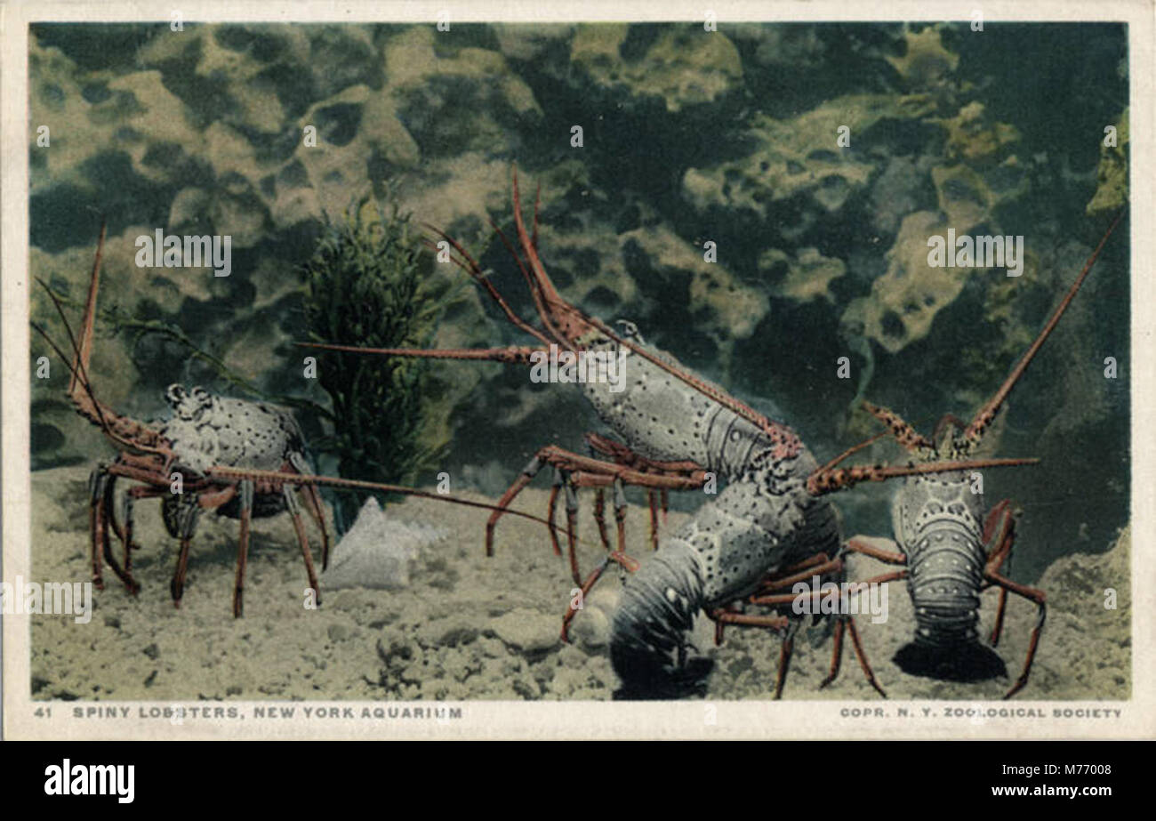 Exoskeleton Predator Marine organisms exoskeleton hi-res stock photography and images - Alamy
