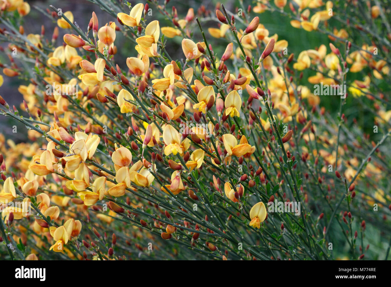 Broom flowers in Bloom, Cytisus Stock Photo