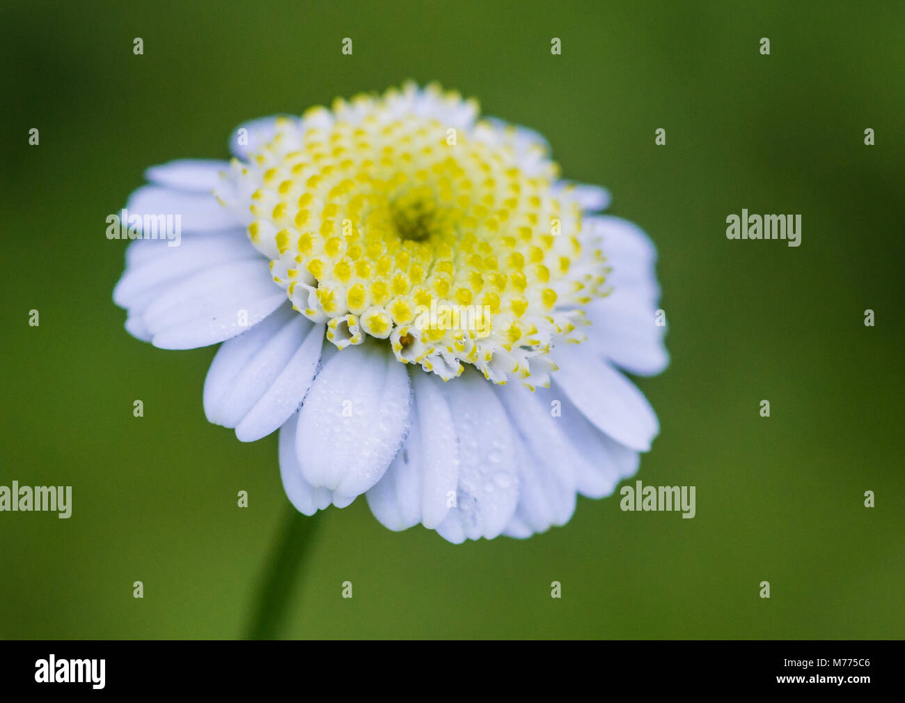A macro shot of a single feverfew bloom. Stock Photo