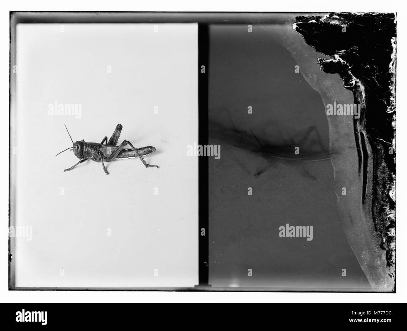 The terrible plague of locusts in Palestine, MarchJune 1915. The