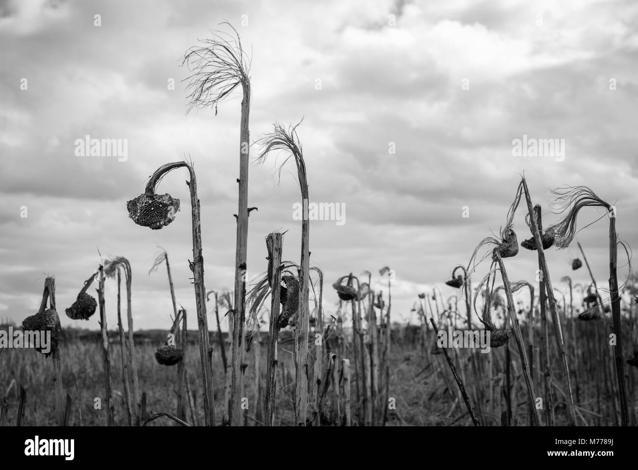 Dead sunflower field Black and White Stock Photos & Images - Alamy