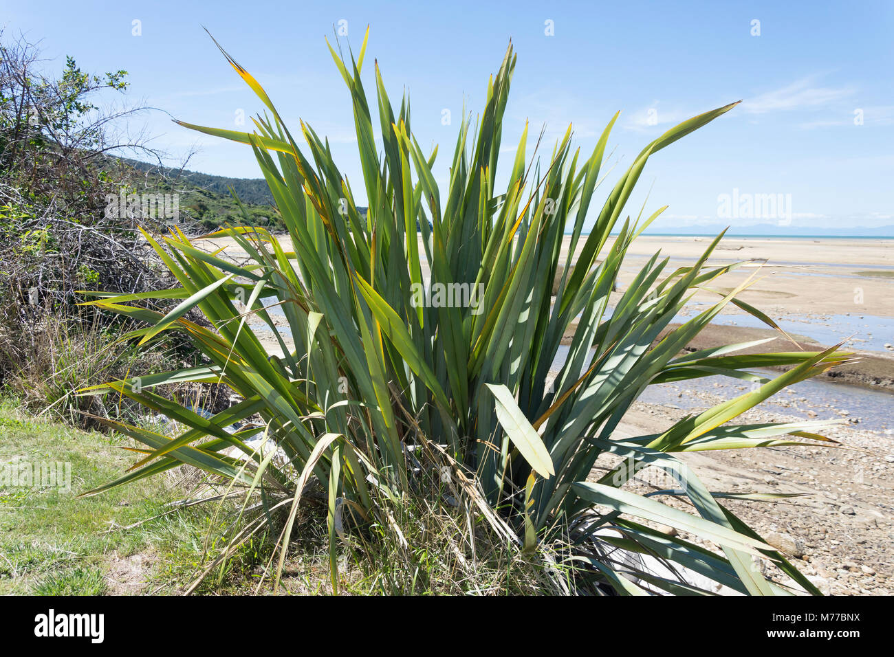 Native New Zealand Flax Plant (Formium), Sandy Bay, Abel Tasman National Park, Marahau, Tasman Bay, Tasman District, New Zealand Stock Photo