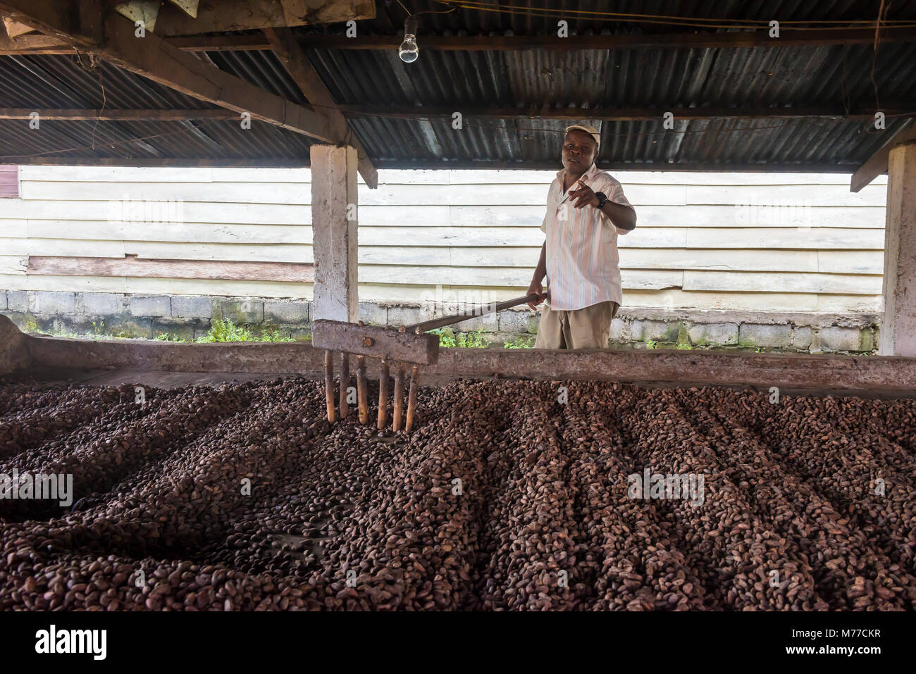 Roasting coca beans in a Cocoa factory, Batete, Bioko, Equatorial Guinea, Africa Stock Photo
