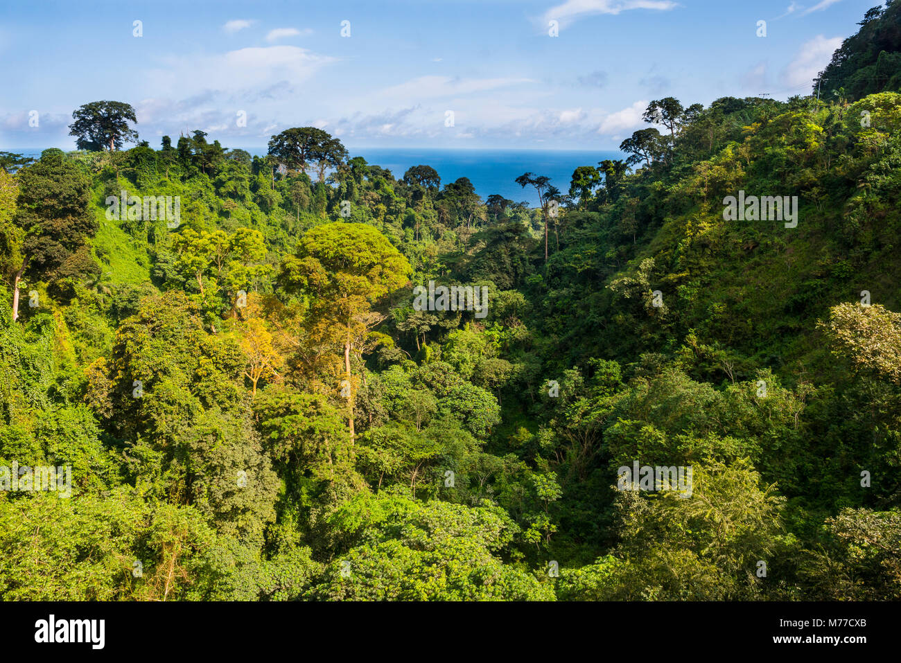 Jungle on the island of Bioko, Equatorial Guinea, Africa Stock Photo