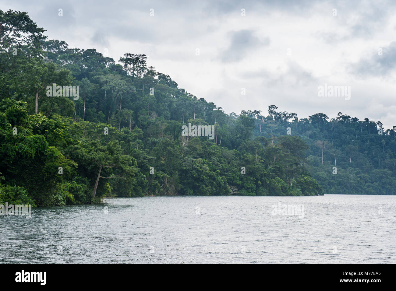 River and dense forest, Cameroon, Africa Stock Photo