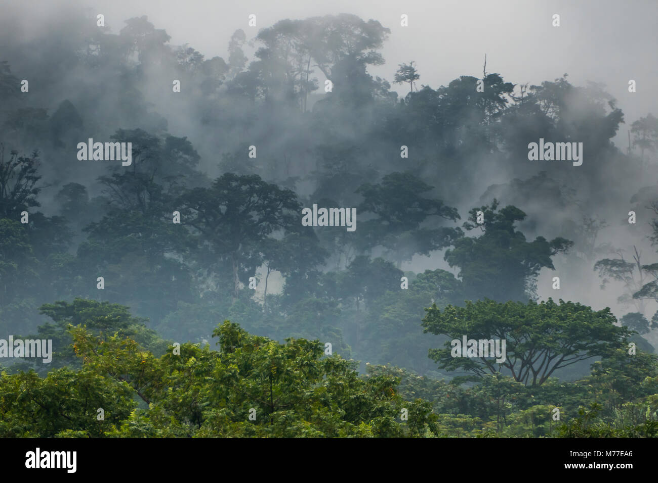 Mist rising in the rainforest around Limbe, southwest Cameroon, Africa Stock Photo